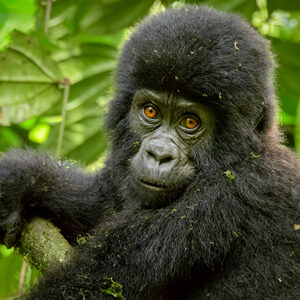 4 Days Mgahinga Gorilla & Golden Monkey Trek