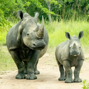 4 Days Ziwa Rhino Sanctuary & Murchison Falls Safari