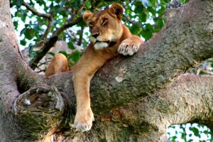 4 Days Queen Elizabeth National Park Safari